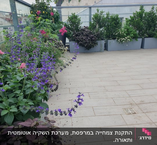 עציצים עם פרחים סגולים וורודים על מרפסת
